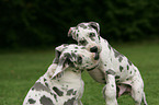 playing great dane puppies