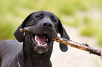 Great Dane Portrait