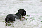 bathing Great Dane