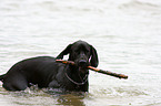 bathing Great Dane