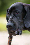 Great Dane Portrait