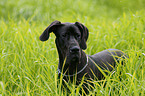 Great Dane