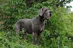 Great Dane