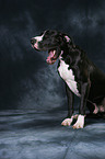 Great Dane