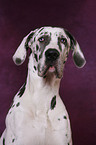 Great Dane Portrait