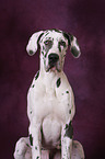 Great Dane Portrait