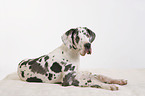 Great Dane