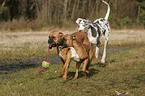 Great Dane and German Boxer