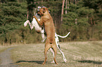 Great Dane and German Boxer