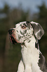 Great Dane Portrait