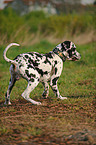 Great Dane