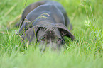 Great Dane Puppy