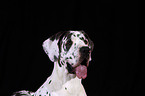 Great Dane Portrait