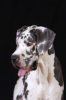 Great Dane Portrait