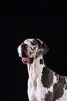 Great Dane Portrait