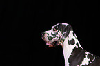 Great Dane Portrait