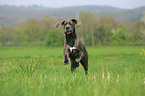 running Great Dane