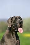 Great Dane Portrait