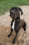 sitting Great Dane