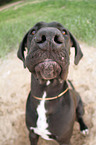 sitting Great Dane