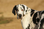 Great Dane portrait