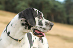 Great Dane portrait