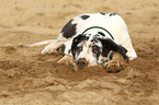 lying Great Dane