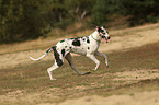 running Great Dane