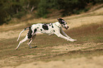 running Great Dane