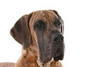 Great Dane Portrait