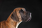 Great Dane Portrait