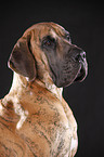 Great Dane Portrait