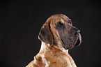 Great Dane Portrait