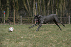 playing Great Dane