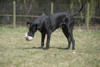 Great Dane with ball