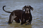 bathing Great Dane