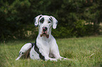 lying Great Dane