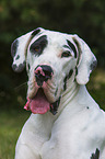 Great Dane portrait