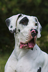 Great Dane portrait