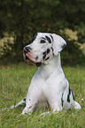 lying Great Dane