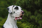 Great Dane portrait