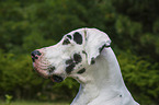 Great Dane portrait