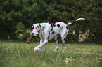 playing Great Dane