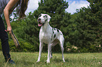 Great Dane