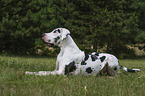 lying Great Dane