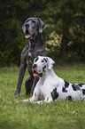 2 Great Danes