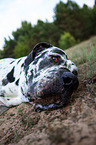 Great Dane portrait