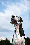 Great Dane portrait