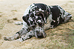 lying Great Dane