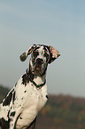 young Great Dane